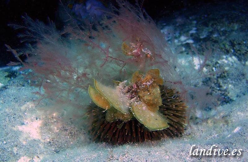 Erizo de puas romas ( Sphaerechinus granularis ).jpg